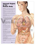 Internal Organs of the Human Body Anatomical Chart